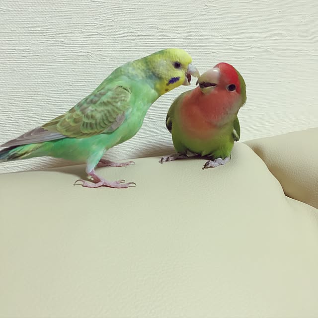 toratanさんの実例写真