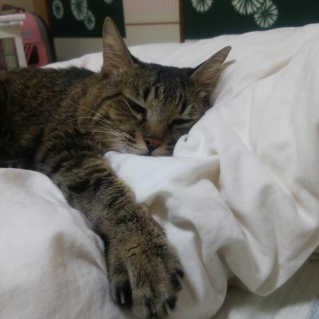 kittenblueさんの実例写真