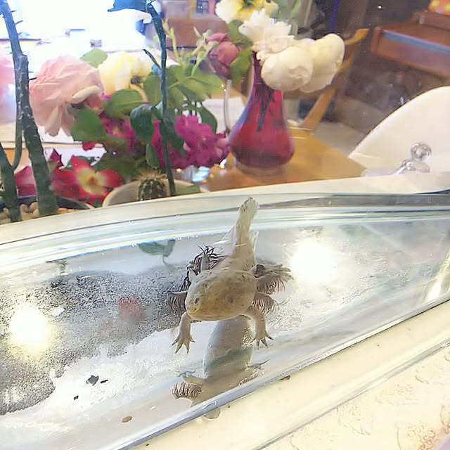 hiromimiさんの実例写真