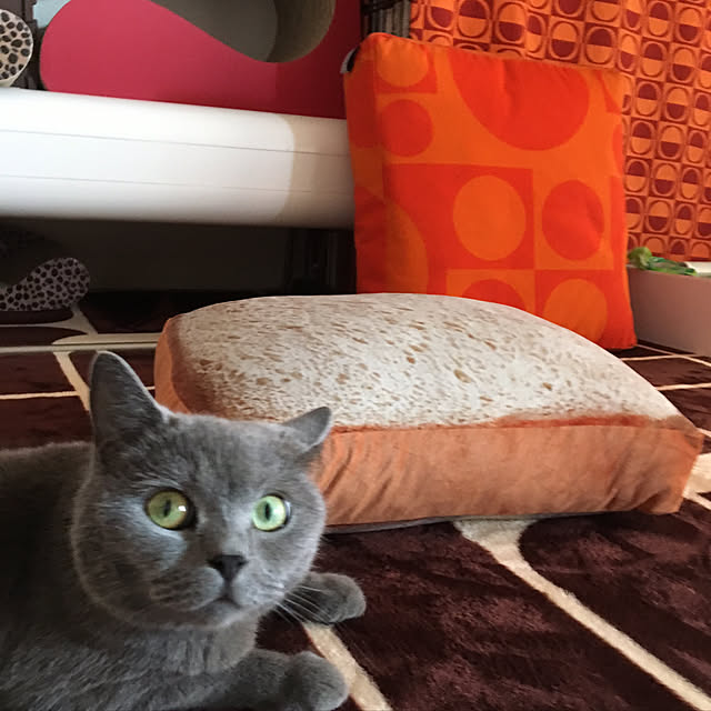ikettenさんの実例写真