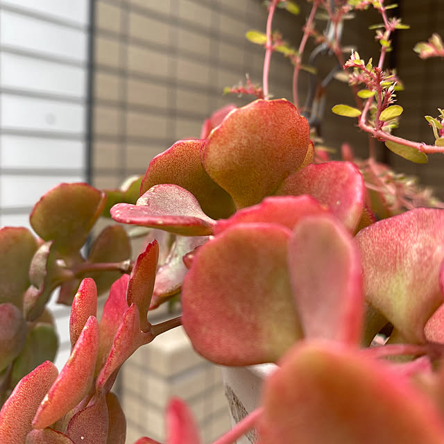 YuuKoさんの部屋