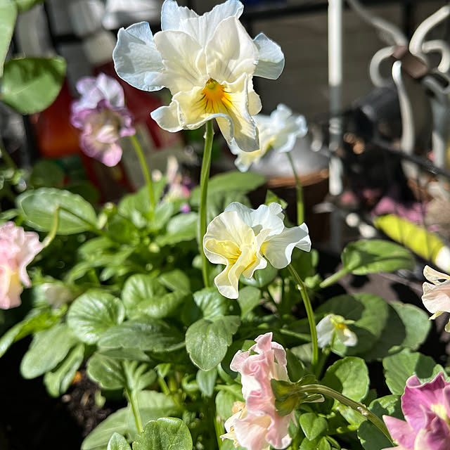 ichigodaihukさんの部屋
