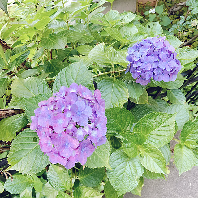 Momoさんの部屋
