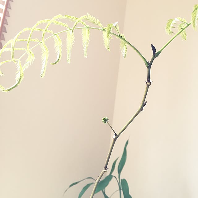 ao___.さんの実例写真