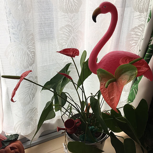 alohamamaさんの実例写真