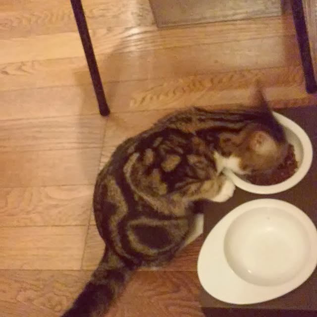 subutanさんの実例写真