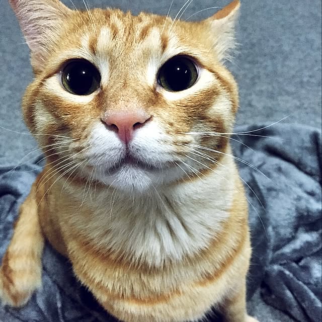 kaori.1971.ksさんの実例写真