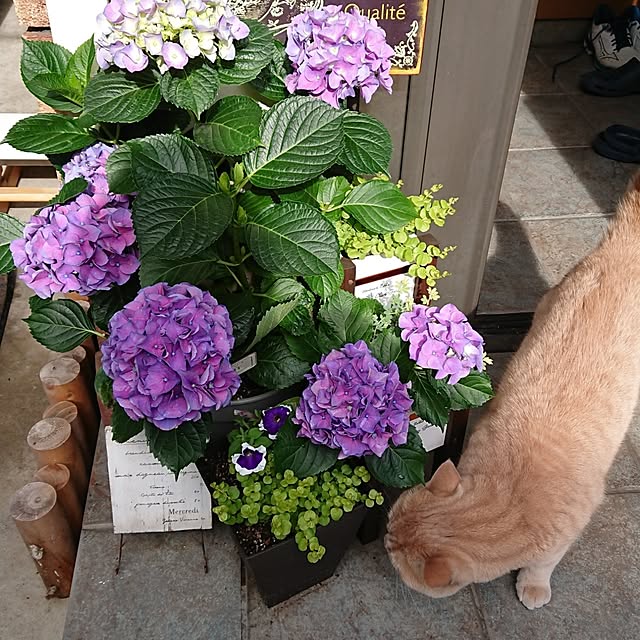 玄関/入り口/紫陽花/こんにちは⑅◡̈* ❁/ねことの暮らし♡のインテリア実例 - 2023-06-04 08:04:04