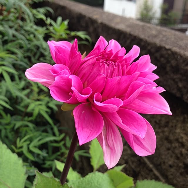 komisoさんの実例写真