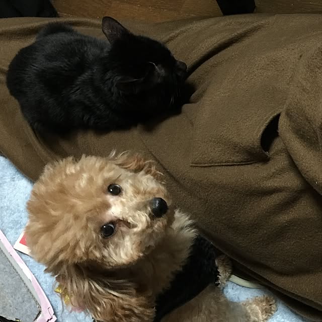 fortunateさんの実例写真