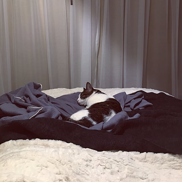 Shihoさんの実例写真