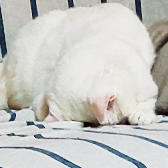 koonaさんの実例写真