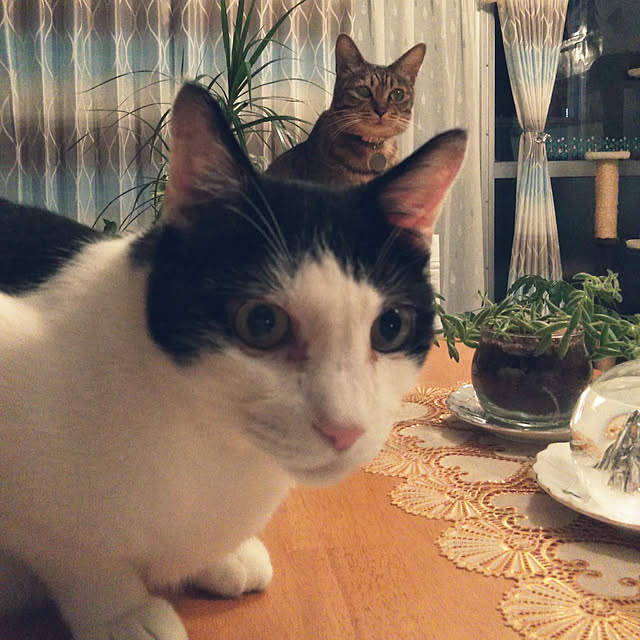futukoさんの実例写真