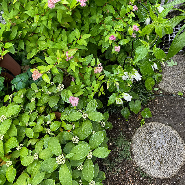 mamizaさんの部屋