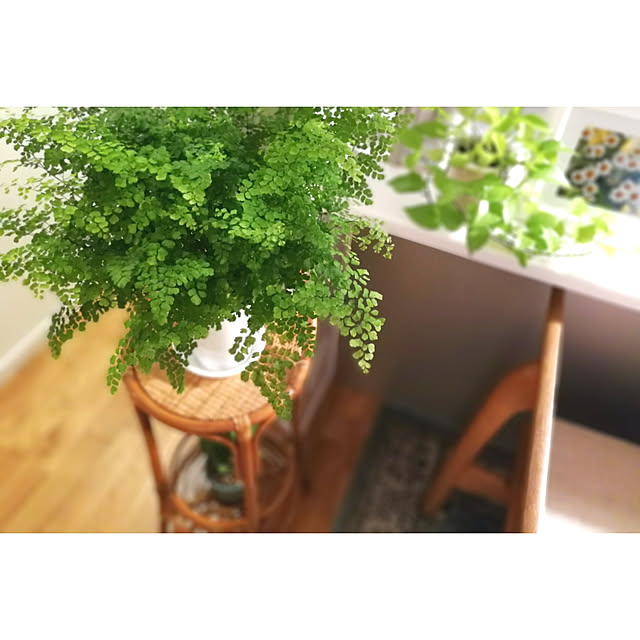 monchanさんの実例写真