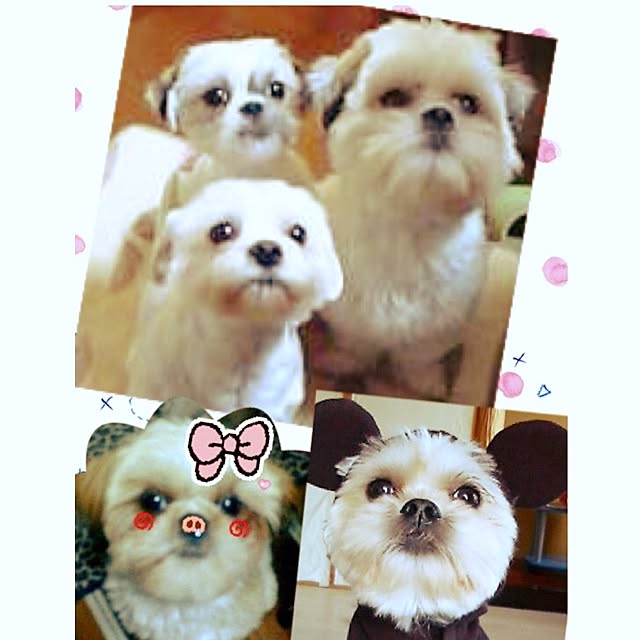 Chiiさんの実例写真