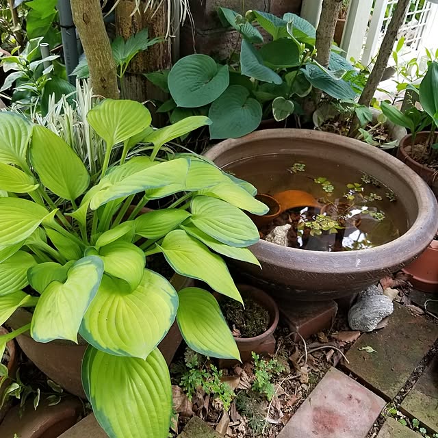 midoriさんの部屋