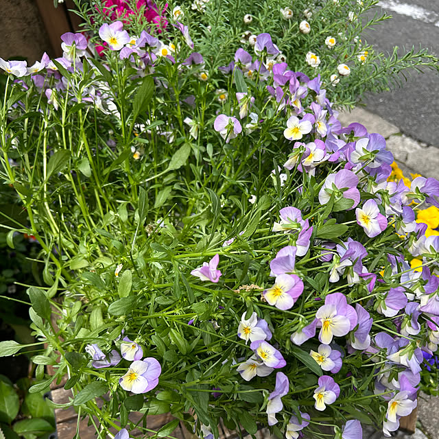 fumikoiさんの実例写真