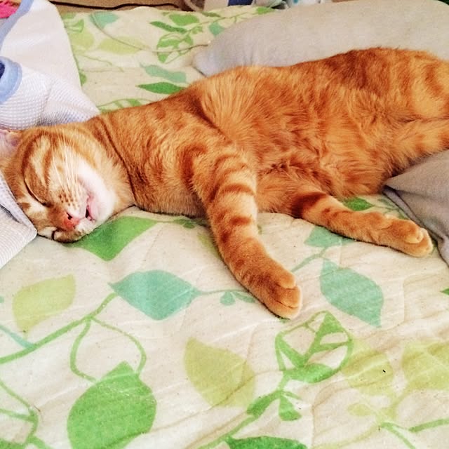 kotetuさんの実例写真
