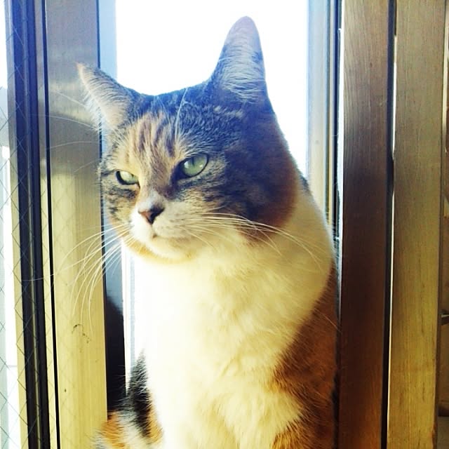 yukieさんの実例写真