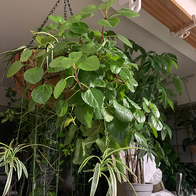 Aqettyさんの部屋