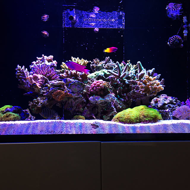 aquarium_seaさんの実例写真