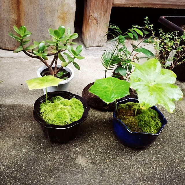 rookier05さんの実例写真
