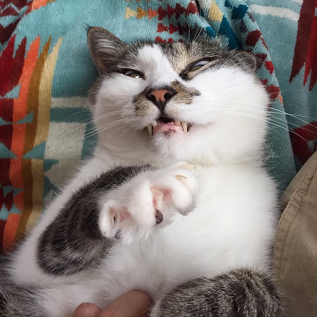 motimotinonikuさんの実例写真