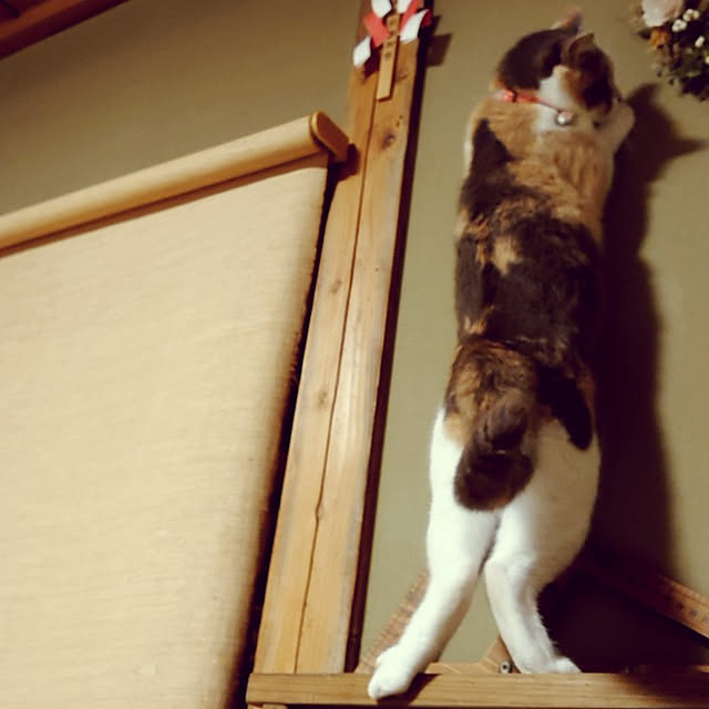 fukuさんの実例写真