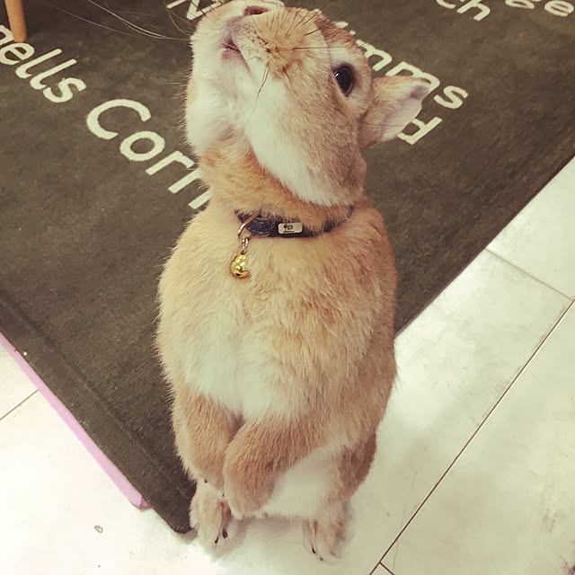 Yasuyukiさんの実例写真