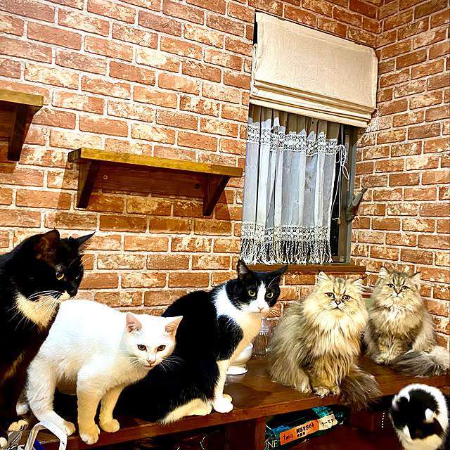 butachanさんの実例写真
