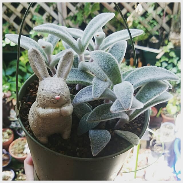akkoさんの実例写真