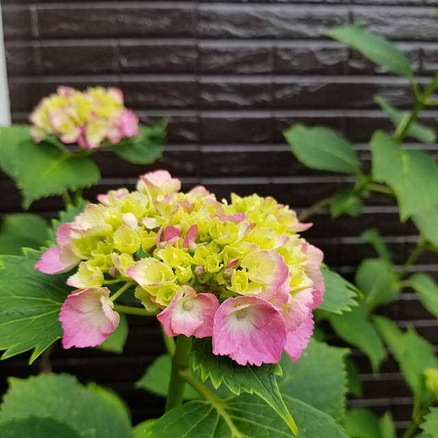 midoriさんの部屋