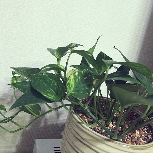 mARuyaMaさんの実例写真