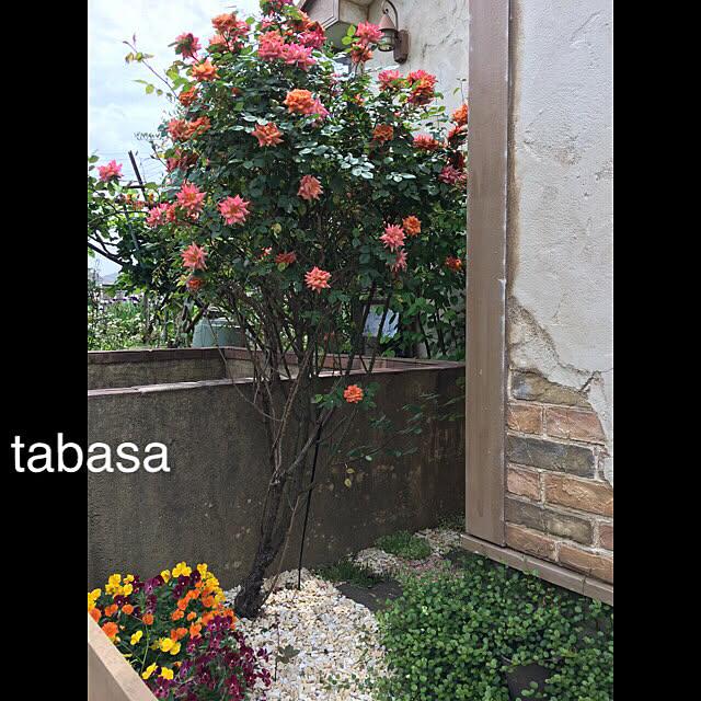 tabasaさんの実例写真