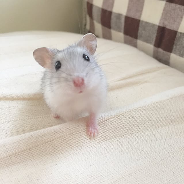 Minoriさんの実例写真