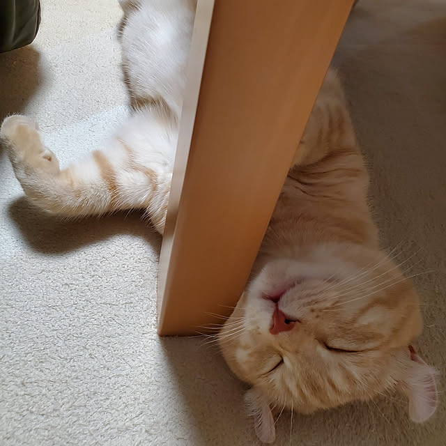 makoさんの実例写真