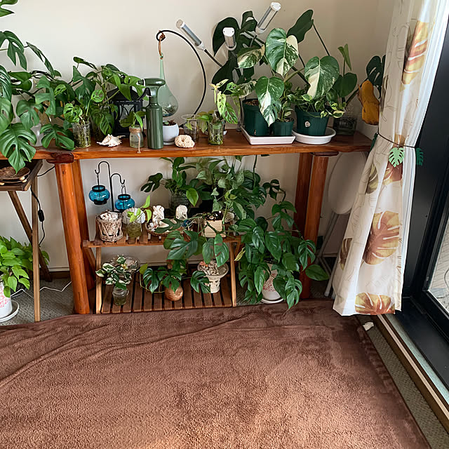 観葉植物 窓際ディスプレイのおすすめ商品とおしゃれな実例 観葉植物 窓際ディスプレイのおすすめ商品とおしゃれな実例