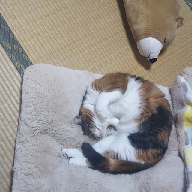 yukieさんの実例写真