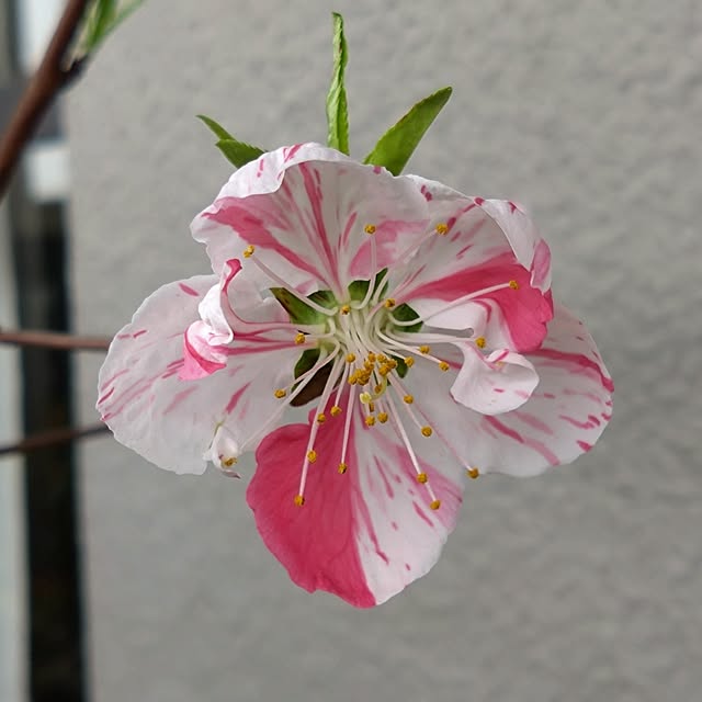 kakkaさんの部屋