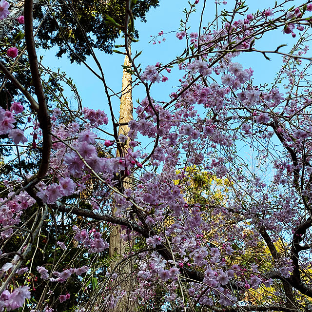 散歩道の風景/桜/おうち花見/いぬとの暮らし/いいね&コメントうれしいです♡︎ʾʾ...などのインテリア実例 - 2021-04-05 18:50:37