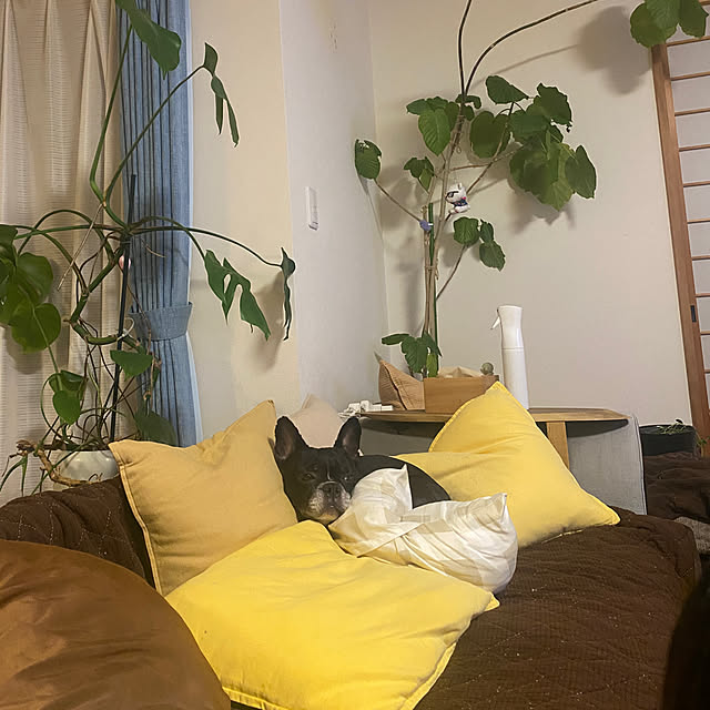 kotaroさんの実例写真