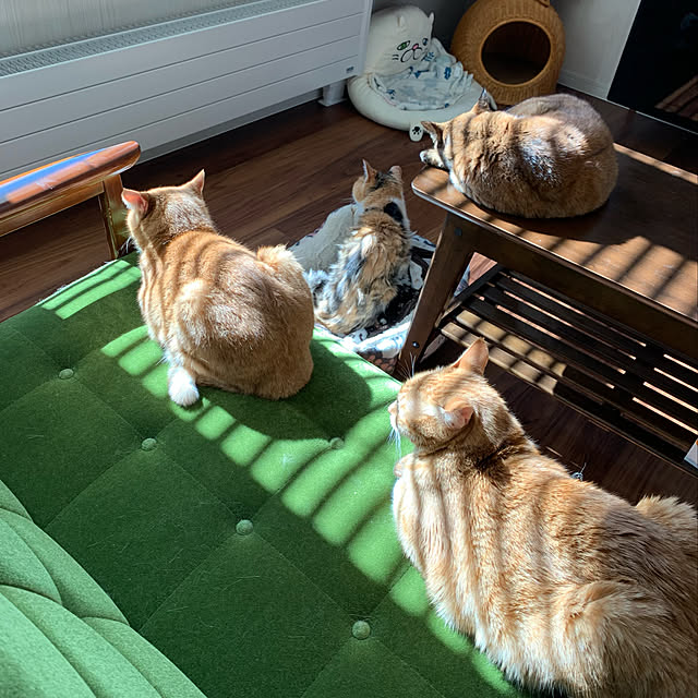 mikeume7さんの実例写真