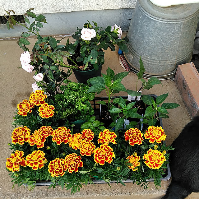 hiroさんの実例写真