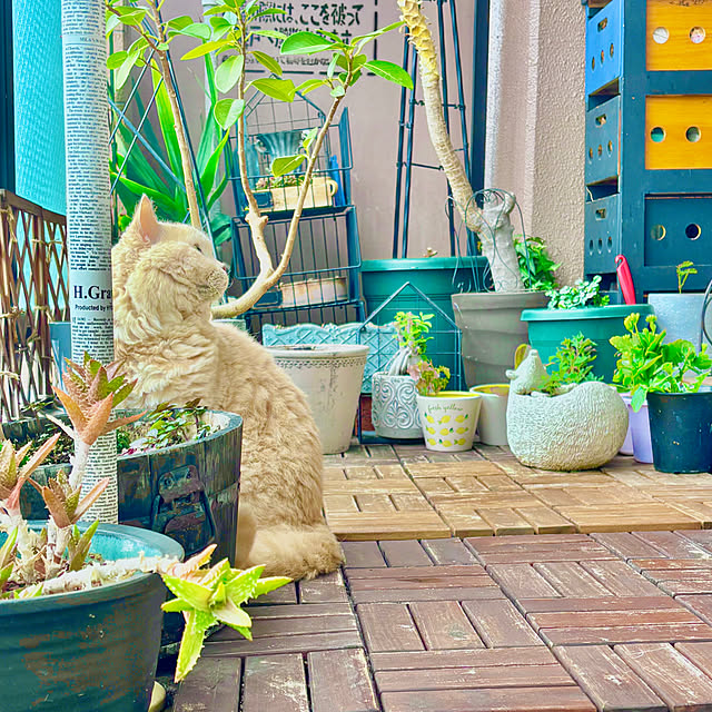 naokoさんの部屋