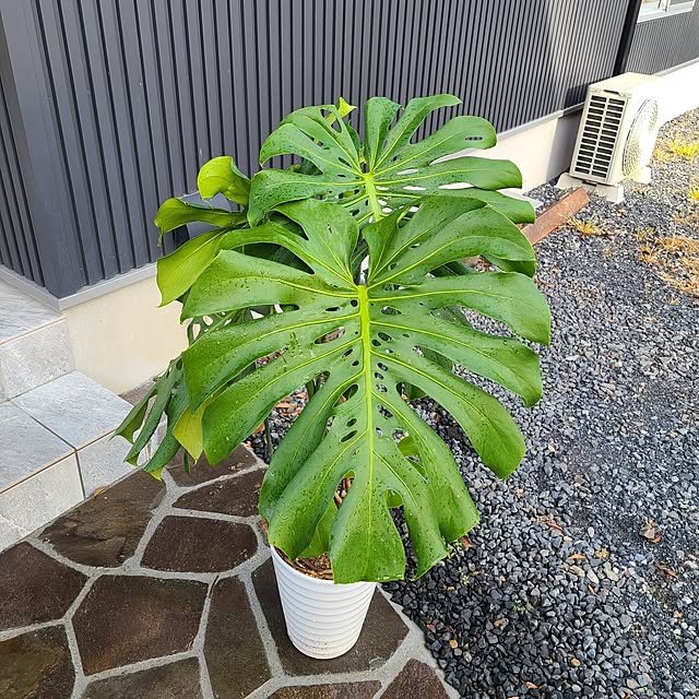 Rubiconさんの実例写真
