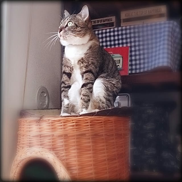 Lukiさんの実例写真