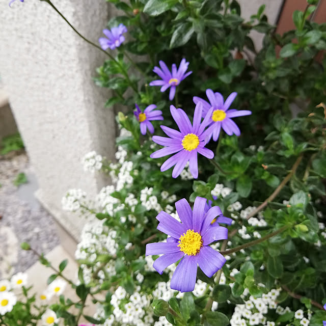 kazuさんの実例写真