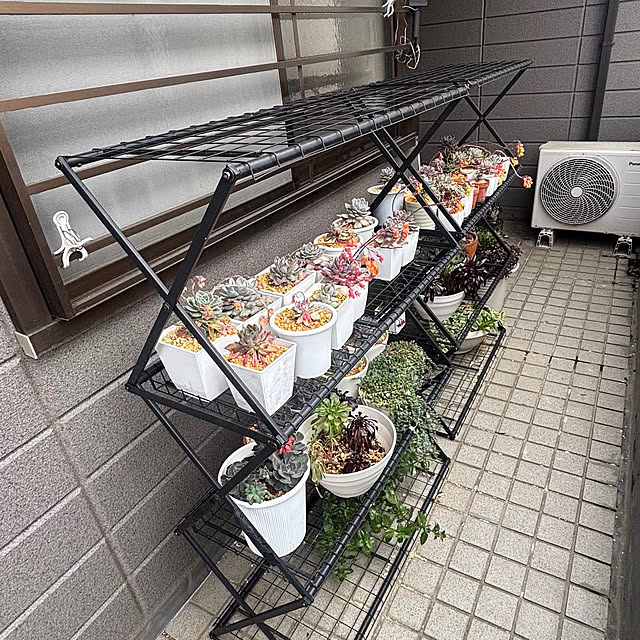 momocchiさんの実例写真