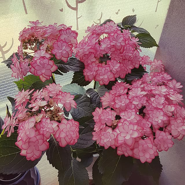 arichanさんの実例写真